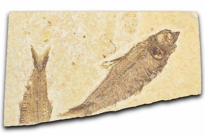 Bargain, Detailed Fossil Fish (Knightia) - Wyoming #357550